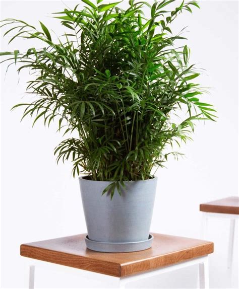 This plant is also sometimes called the neanthe bella palm or by its botanical name chamaedora elegans. Buy Potted Bloomscape Parlor Palm | Plants, House plants ...