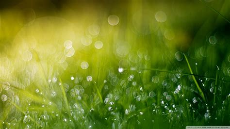 Wet Grass Bokeh Summer Ultra Hd Desktop Background