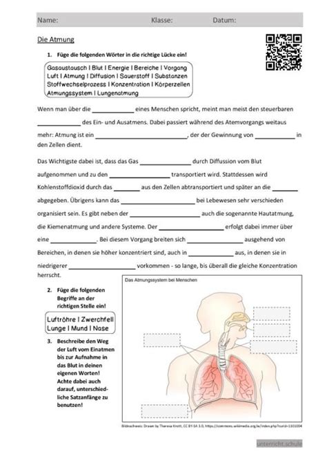 Dieser austausch findet an welchen der folgenden stellen in der lunge statt? Arbeitsblatt - Die Atmung | Atmungssystem, Anatomie und ...