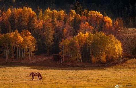 Autumn Tree Horse Wallpapers Wallpaper Cave