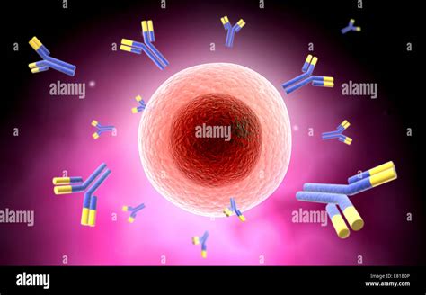 Microscopic View Of Cell And Antibody Stock Photo Alamy