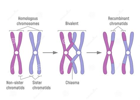 Linkage And Recombination Part 1 Chromosomal Theory Linkage