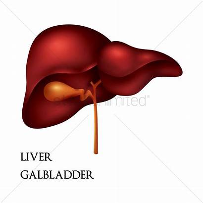 Gallbladder Liver Surgery Human Cost Clipart Vector