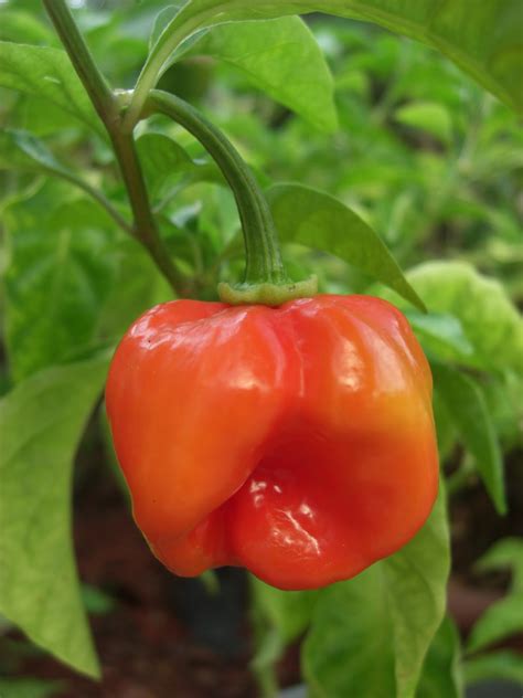 For The Love Of Food Hot Peppers Growing A Hot Pepper Plant In Your