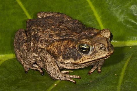 Cane Toad Bufo Marinus Cane Toad Bufo Marinus Lamanai O Flickr