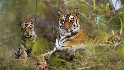 Tiger Census From October In Odisha Pragativadi