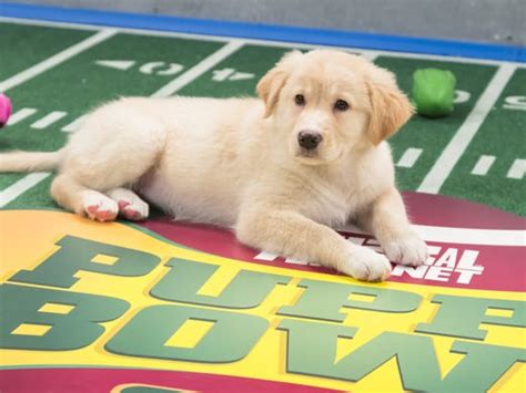 And The Puppy Bowl Ix Mvp Is