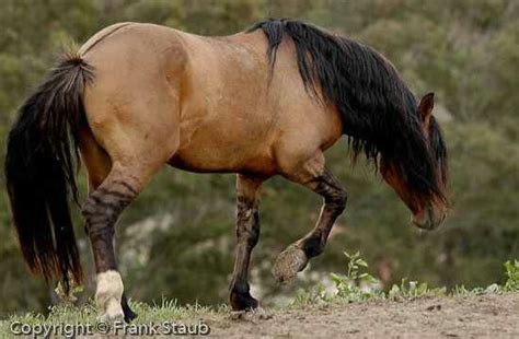 buckskin mustang   dorsal stripe  tiger stiped legs horses wild horses dun horse