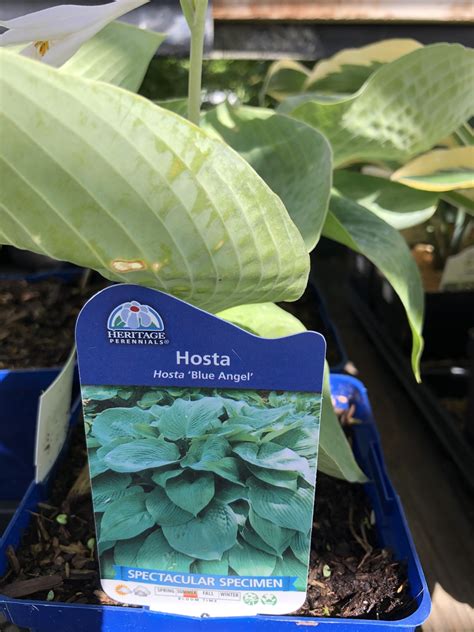 Blue Angel Hosta Plant Care And Growing Guide Home For The Harvest
