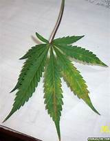 Purple Marijuana Leaves Pictures