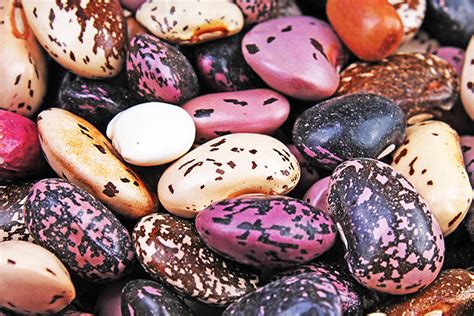 Tepary Beans Sources Health Benefits Nutrients Uses And