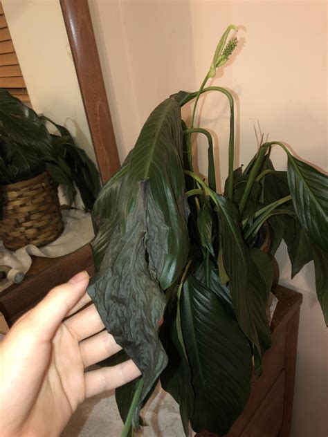 Why Is Peace Lily Plant Turning Black Lily Plants Peace Lily Plant