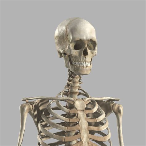 Download or buy, then render or print from the shops or marketplaces. 3d model male skeleton