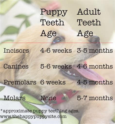 Puppy Tooth Chart Dog Teeth Age