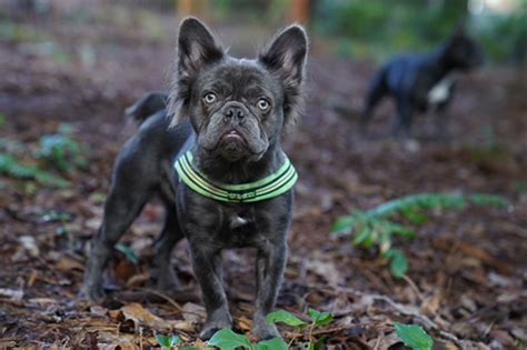 Husky Mix French Bulldog The Ultimate Designer Dog Breed You Need