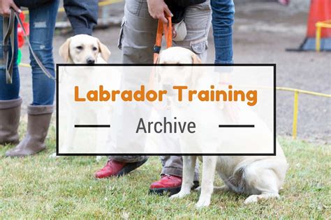 Labrador Puppy Training Tips How To Train Dogs Guide 2020