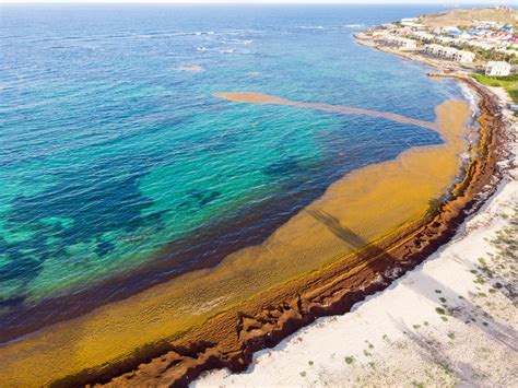 A Guide To The Sargasso Sea American Oceans