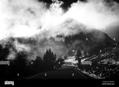 Foggy Nature Scenery With Pine Trees Stock Photo Alamy