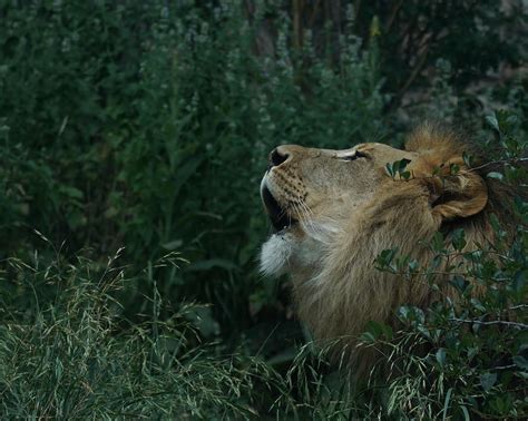 Roar Of The Lion Photograph By Ernie Echols Pixels