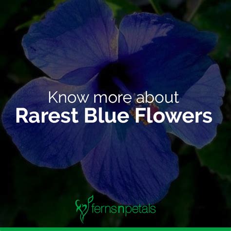 Know More About The Rarest Blue Flowers Ferns N Petals Blue Flowers