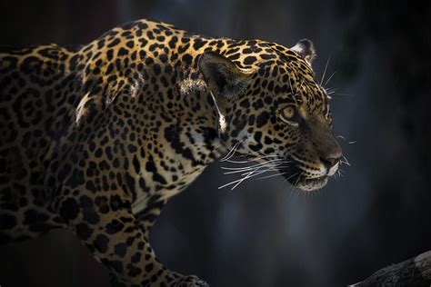 The Prowling Jaguar Photograph By Michael Misciagno Pixels