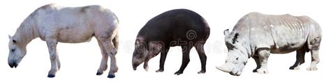 Set Of Odd Toed Ungulate Animals Stock Image Image Of Rhino Simum