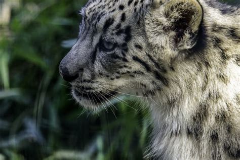 Snow Leopard Cub Face Stock Photo Image Of Buckskinman 104946380