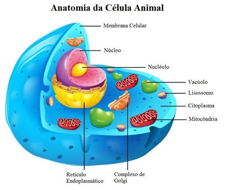 Mapa Mental De La Célula Partes De La Célula Células Eucariotas Udocz