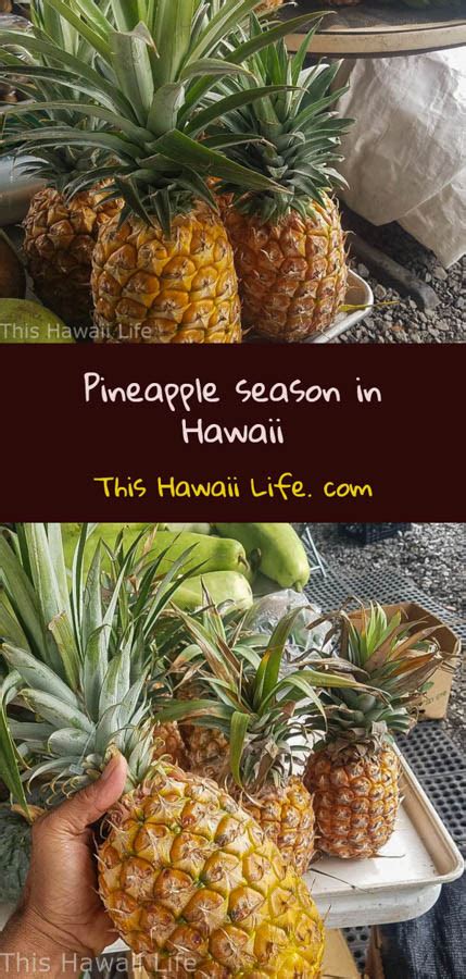 Pineapple Season In Hawaii This Hawaii Life