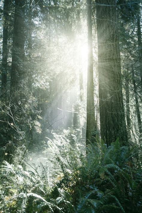 Sunlight Streaming Through The Forest Stock Photo Image Of Streaming