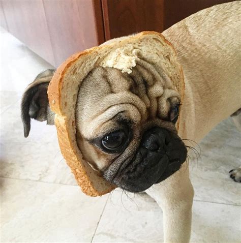 Photo Pugs Evolved From Loaves Of Bread Many Years Ago Bu Flickr
