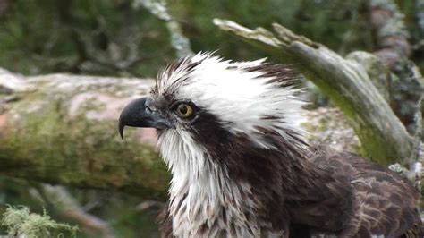 Lady The Osprey Lays 69th Egg At Perthshire Reserve Bbc News