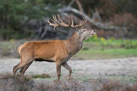 European Red Deer Sveriges BÄsta Guide · Inaturalist