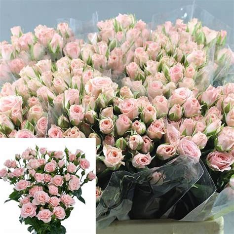 Rosa Spray Lydia 60cm Wholesale Dutch Flowers And Florist Supplies Uk