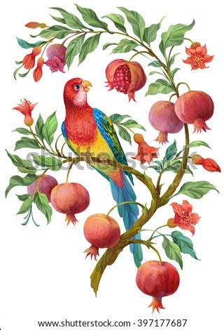 Check spelling or type a new query. Colorful Parrot On Pomegranate Tree Flowers Stock ...