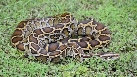 Top Burmese Python Catcher Will Get 10k Grand Prize From Florida Agencies