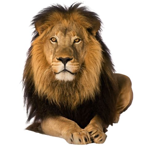 Lion PNG Image - PurePNG | Free transparent CC0 PNG Image Library png image
