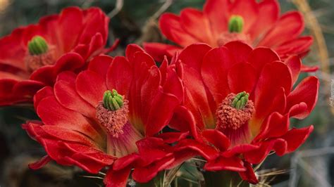 Czerwone Kwiaty Kaktusa