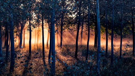 Forest With Trees And Sunbeam Hd Nature Wallpapers Hd Wallpapers Id