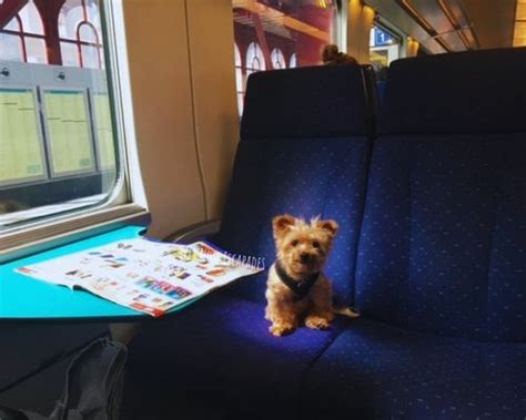 Are Dogs Allowed On French Trains