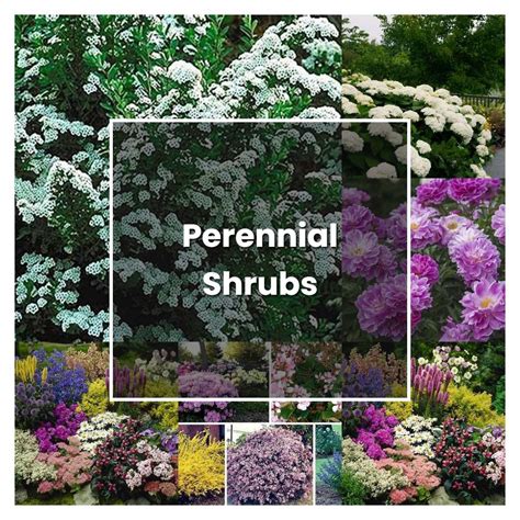 How To Grow Perennial Shrubs Plant Care And Tips Norwichgardener