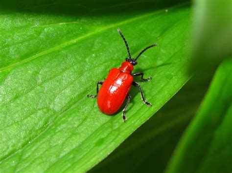 Bugblog A Red Lily Beetle