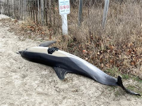 Dead Dolphin Found On Nj Beach Is 24th To Wash Ashore Recently