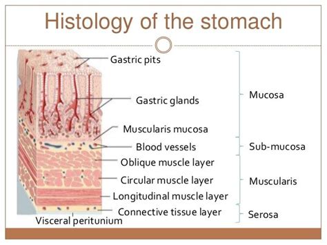 Gastric Ulcer Digestive System Anatomy Medical School Studying