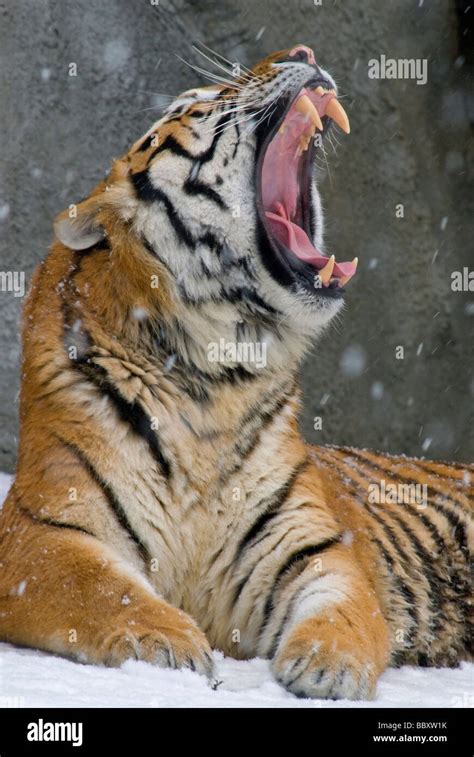 Siberian Tiger Panthera Tigris Altaica Yawning Captive Stock Photo