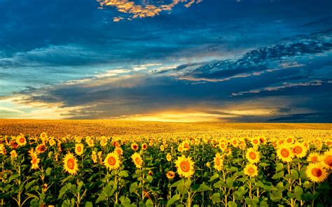 Sunflower Desktop Wallpaper With Verse