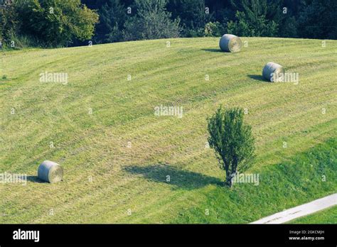 Freshly Cut Meadow With Hay Bales In Rural Environment Agriculture