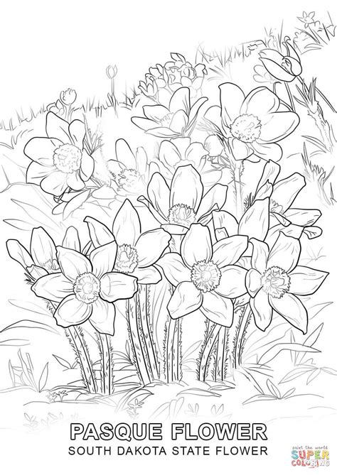 Check spelling or type a new query. South Dakota State Flower coloring page | Free Printable ...