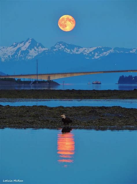 The So Called Super Moon Gleams Over The Juneaudouglas Bridge On