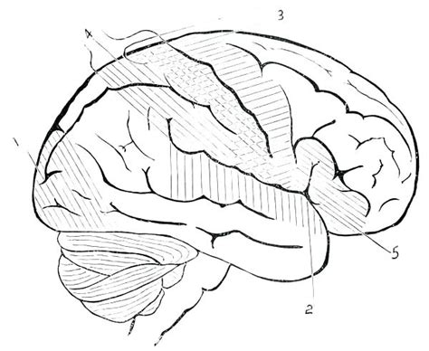 Human Brain Coloring Page At Free Printable
